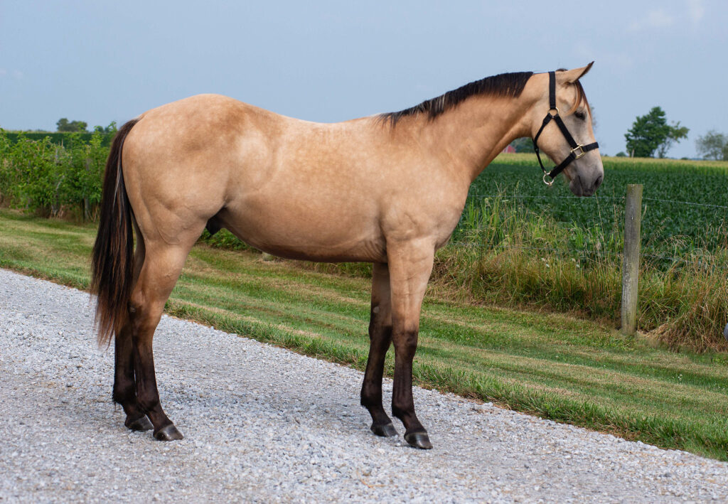 Yearling by Rocket Blue Wrangler