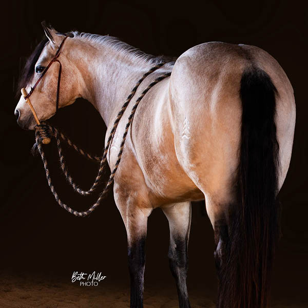 PA Buckeye Easy Gold