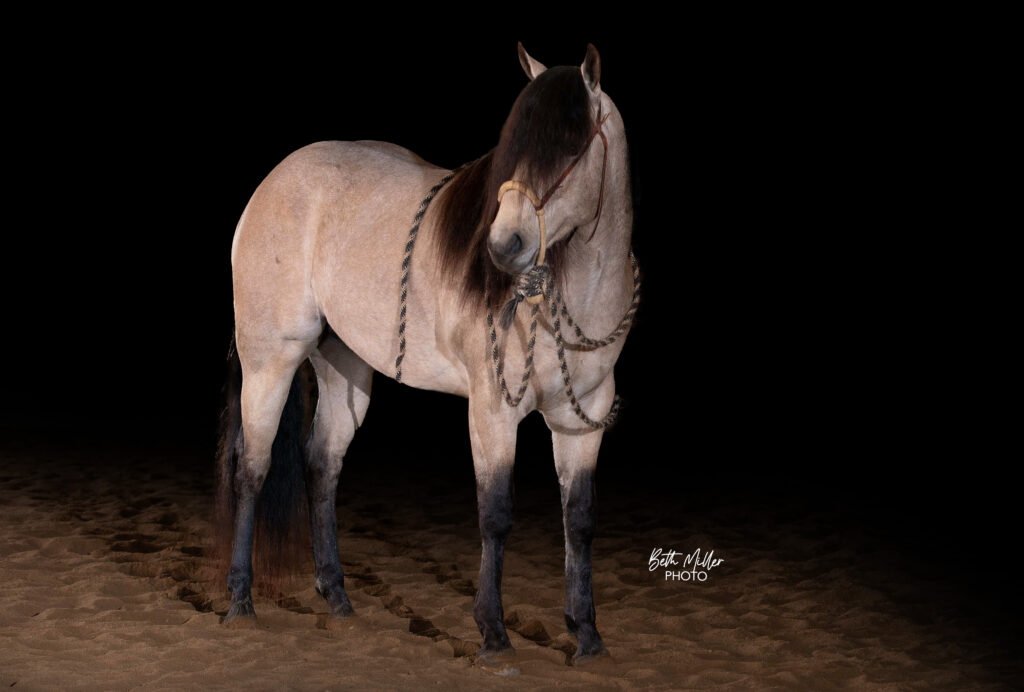 PA Buckeye Easy Gold