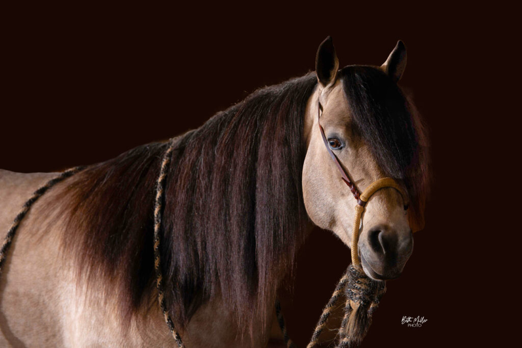 PA Buckeye Easy Gold