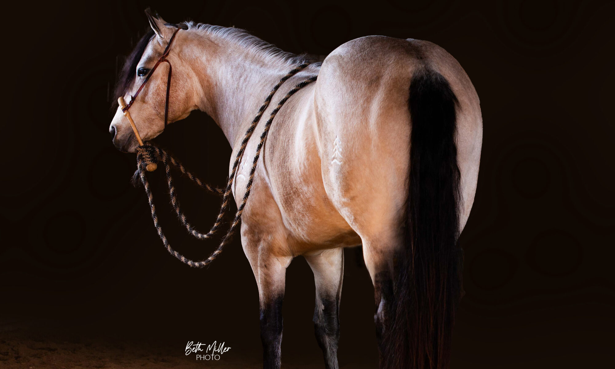 PA Buckeye Easy Gold