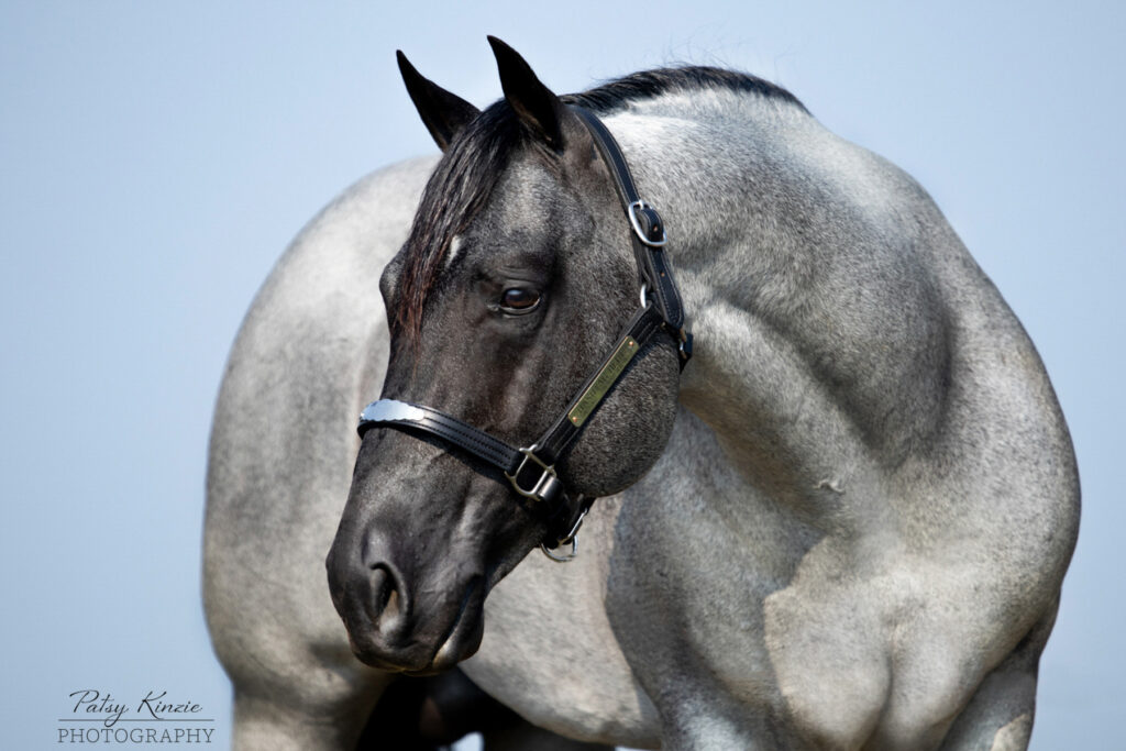 Hashtag Blues, cutting horse stallion