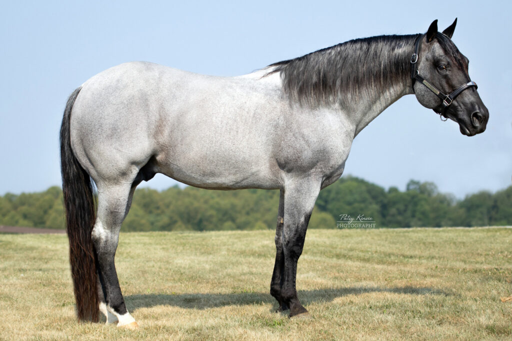 Hashtag Blues, cutting horse stallion