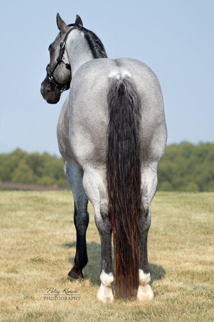 Hashtag Blues, cutting horse stallion