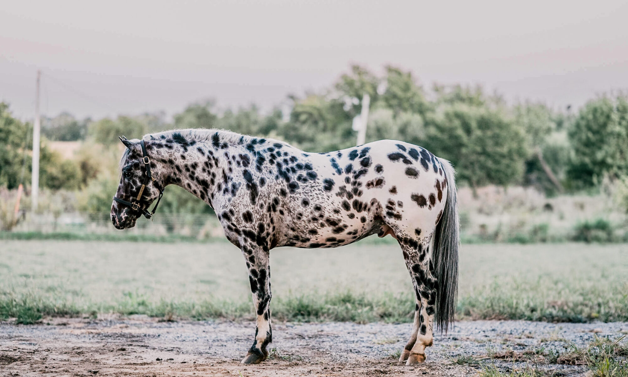DSK Sullys Ghostwind - ApHC Stallion