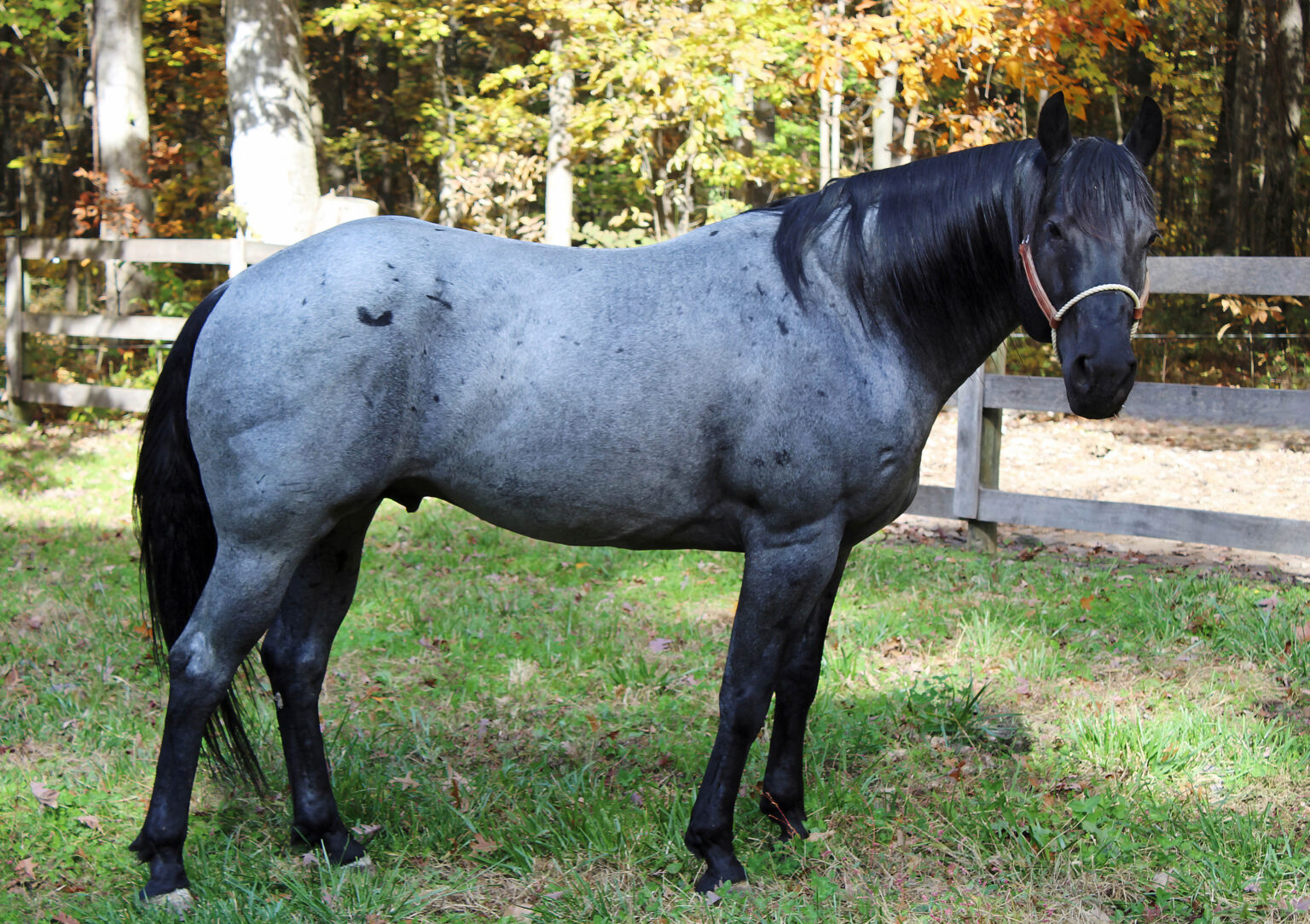 MS Leo Blue Hancock - AQHA Blue Roan Stallion