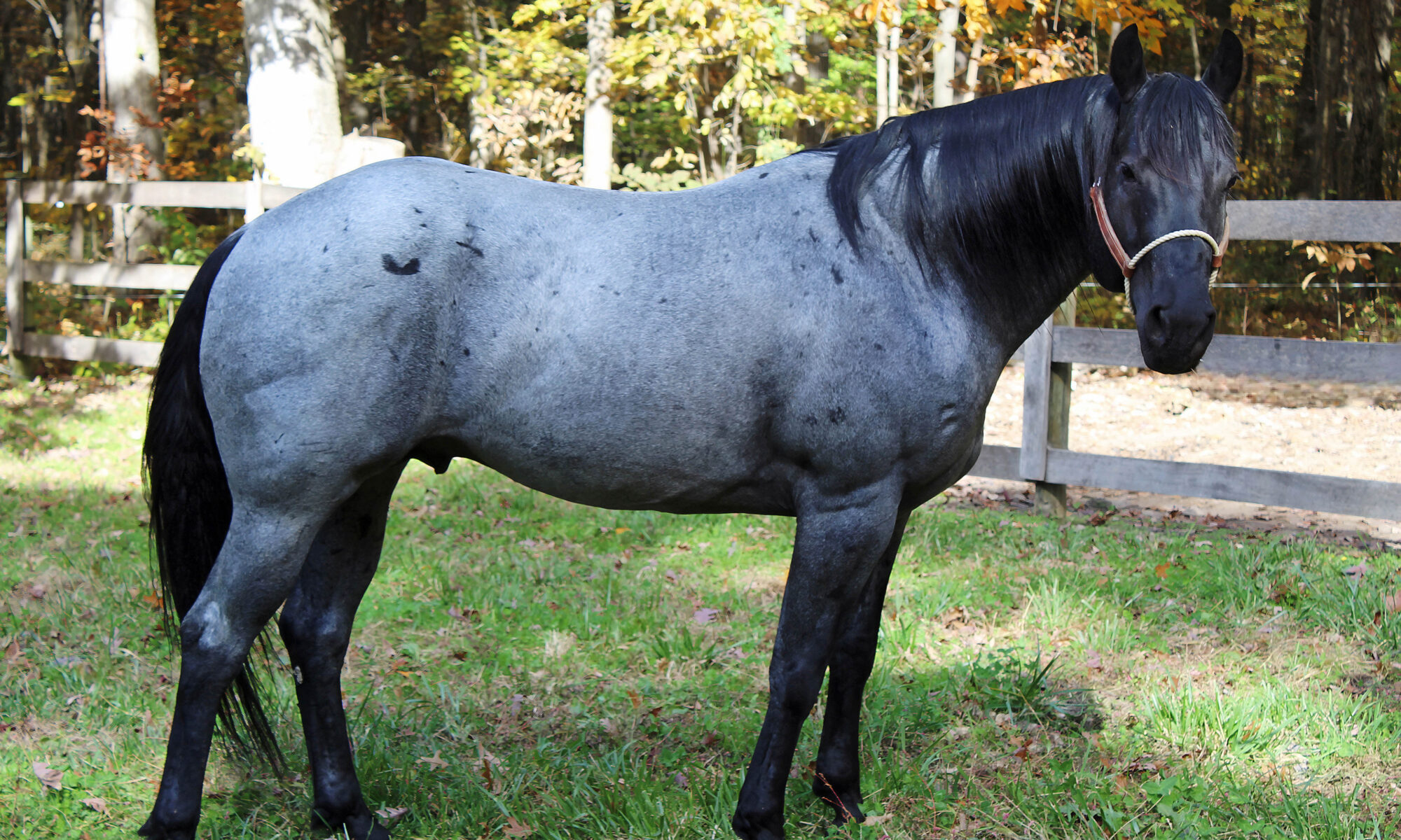 MS Leo Blue Hancock - AQHA Blue Roan Stallion