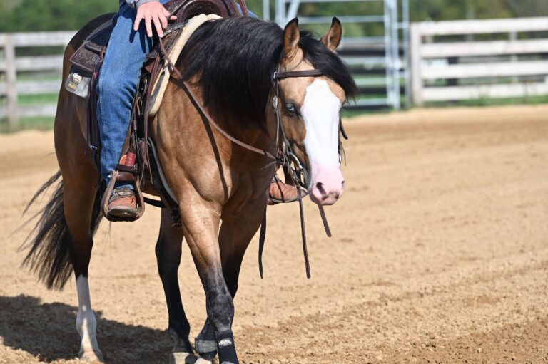 Gunsncocktails AQHA Stallion