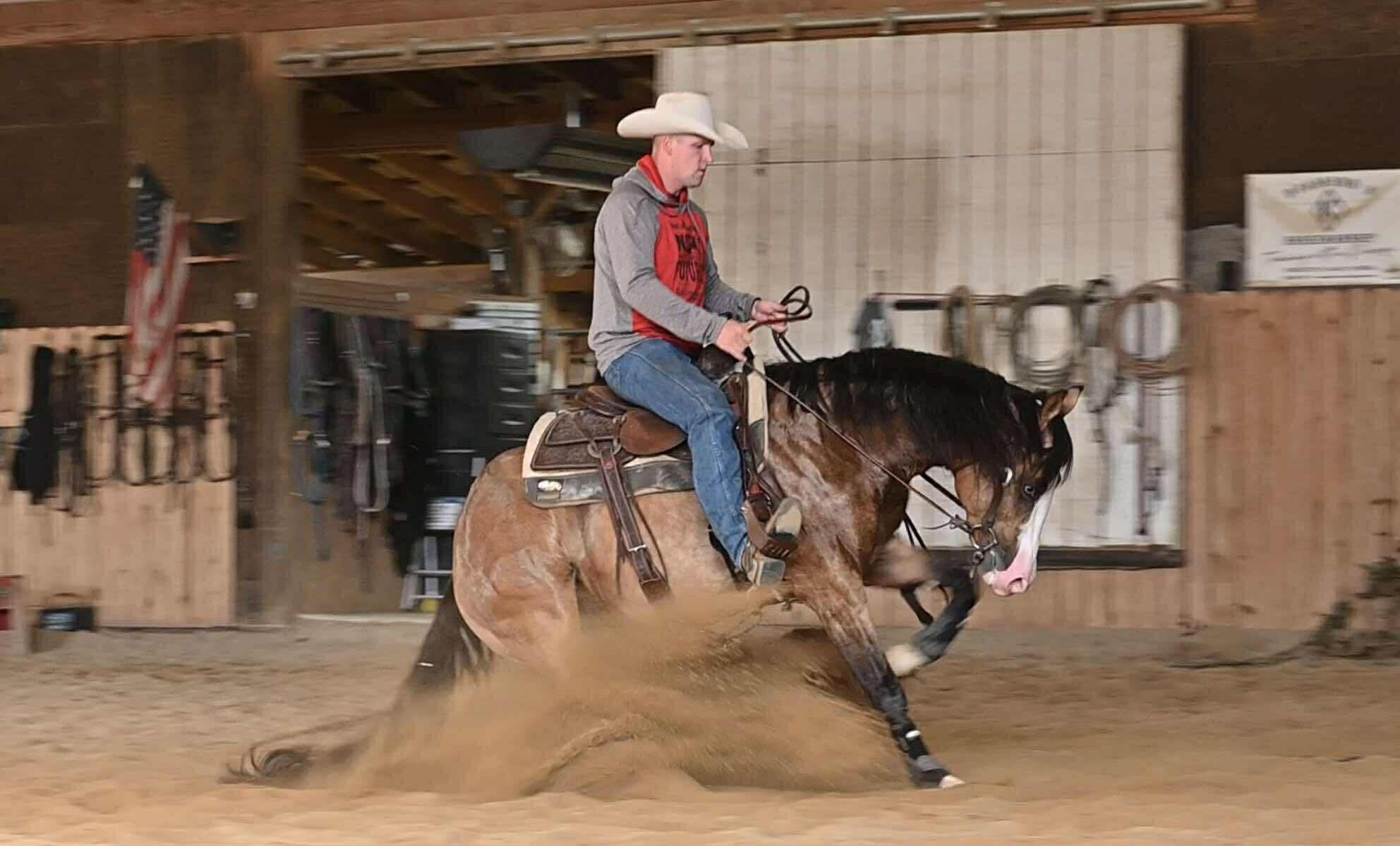 Gunsncocktails AQHA Stallion