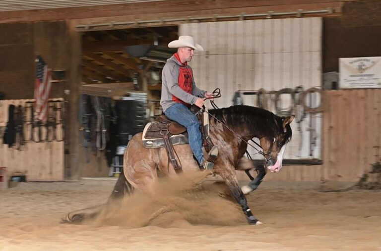 Gunsncocktails AQHA Stallion