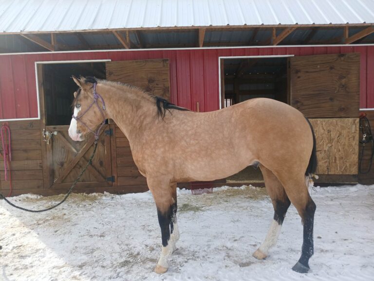 Gunsncocktails AQHA Stallion