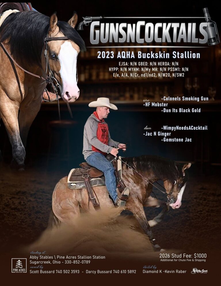 Gunsncocktails AQHA Stallion