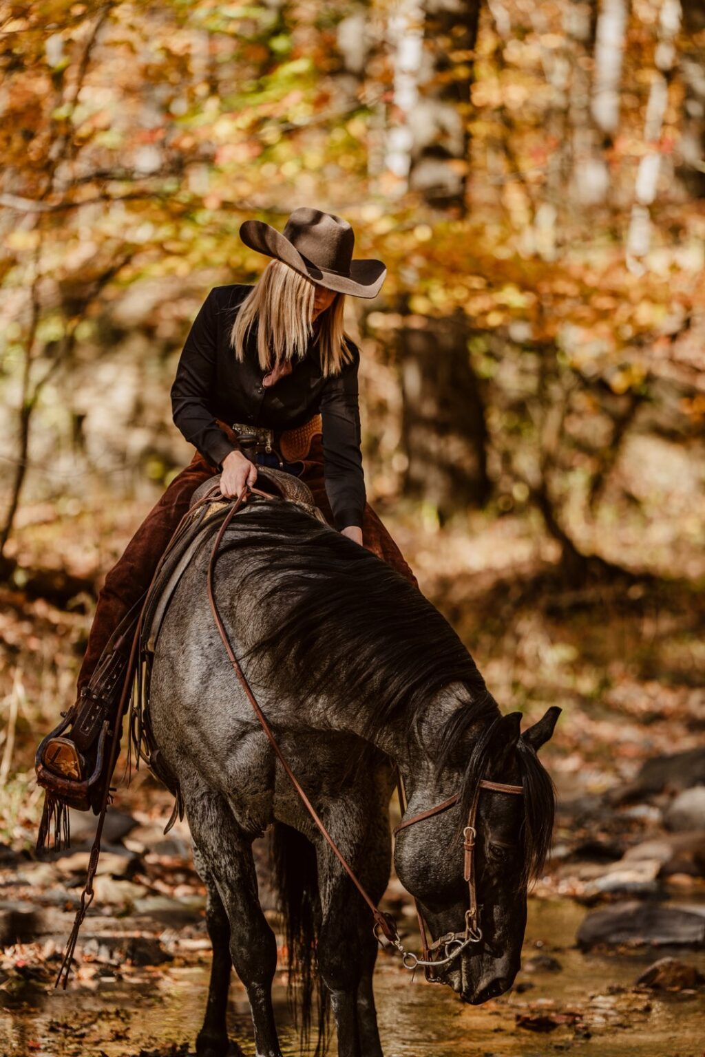 MS Leo Blue Hancock, Blue Roan AQHA Stallion
