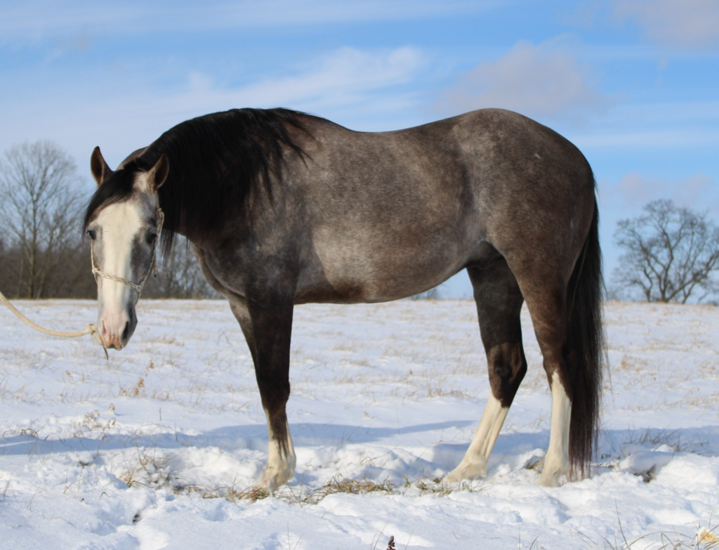 Atomic Jitters, 2023 Gray Stallion