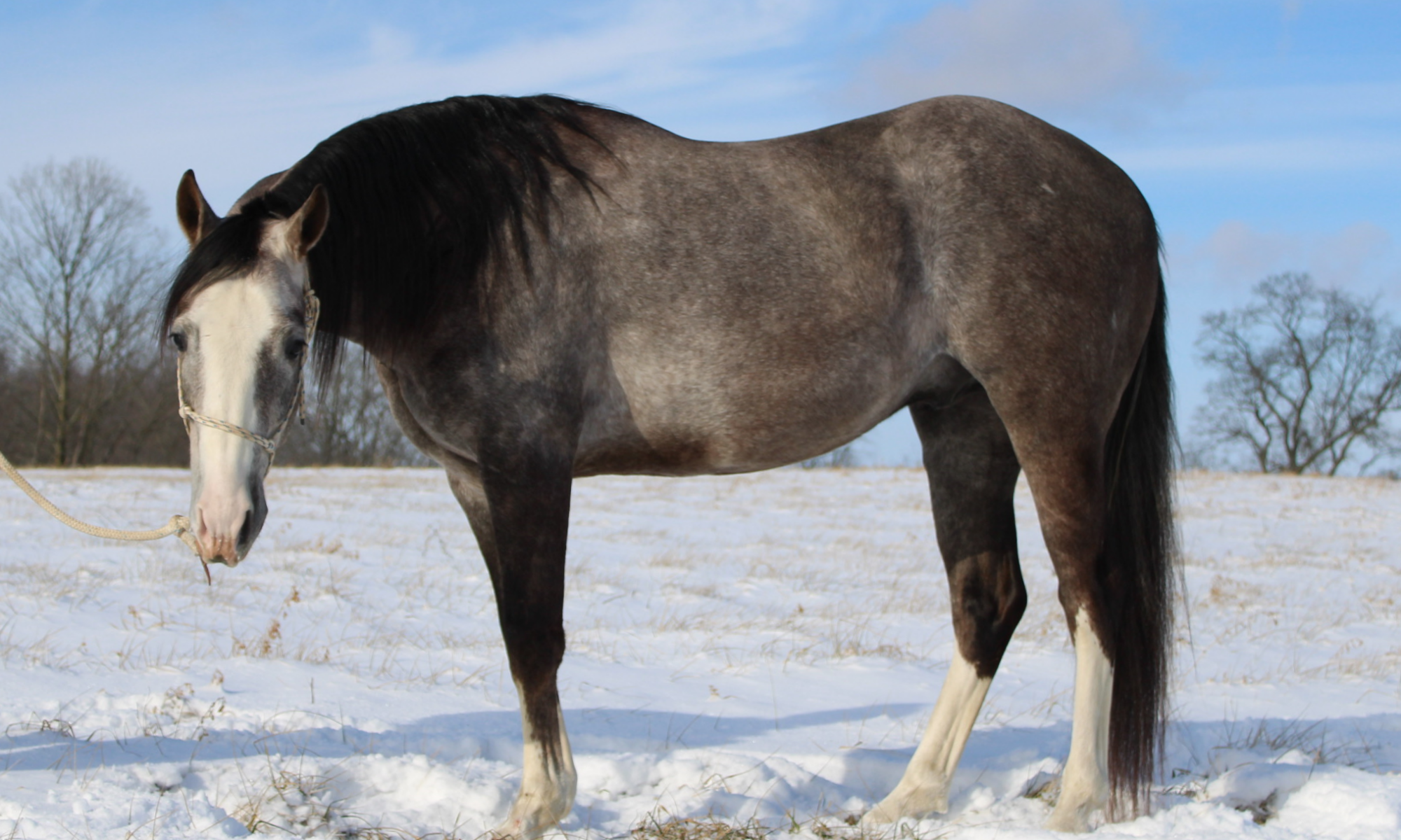 Atomic Jitters, 2023 Gray Stallion