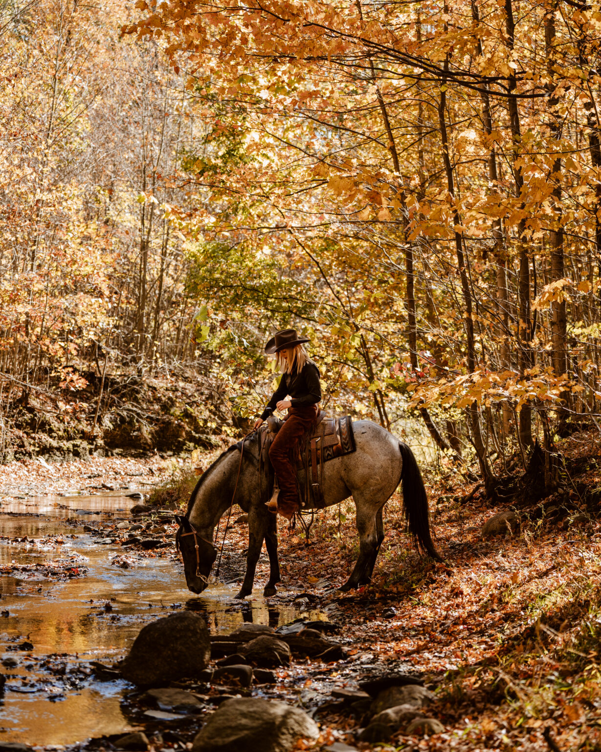 MS Leo Blue Hancock, Blue Roan AQHA Stallion