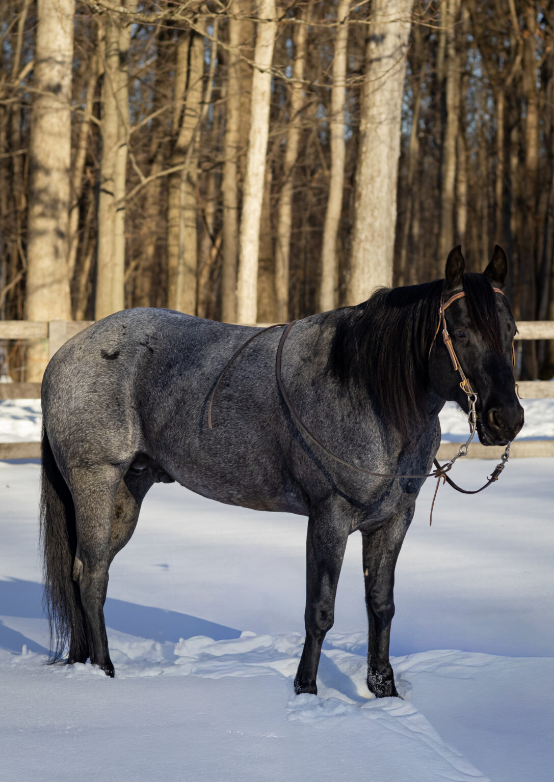 MS Leo Blue Hancock, Blue Roan AQHA Stallion