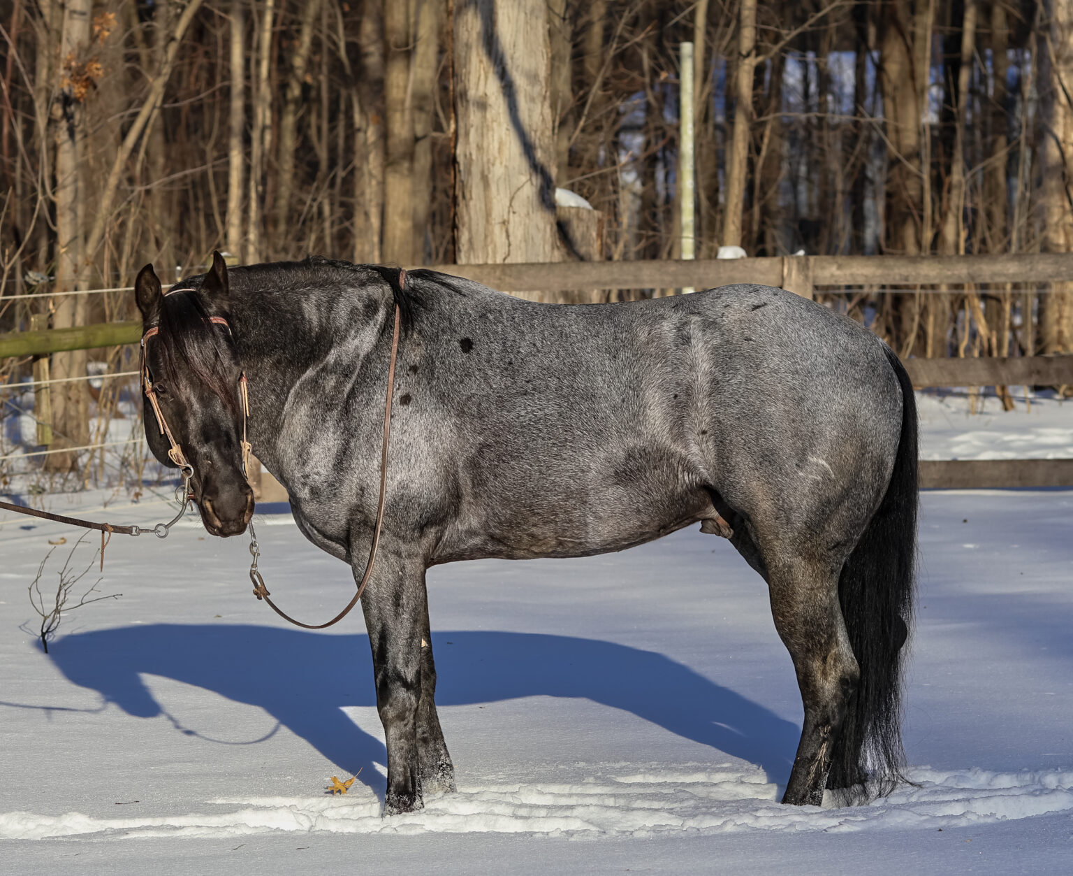 MS Leo Blue Hancock, Blue Roan AQHA Stallion