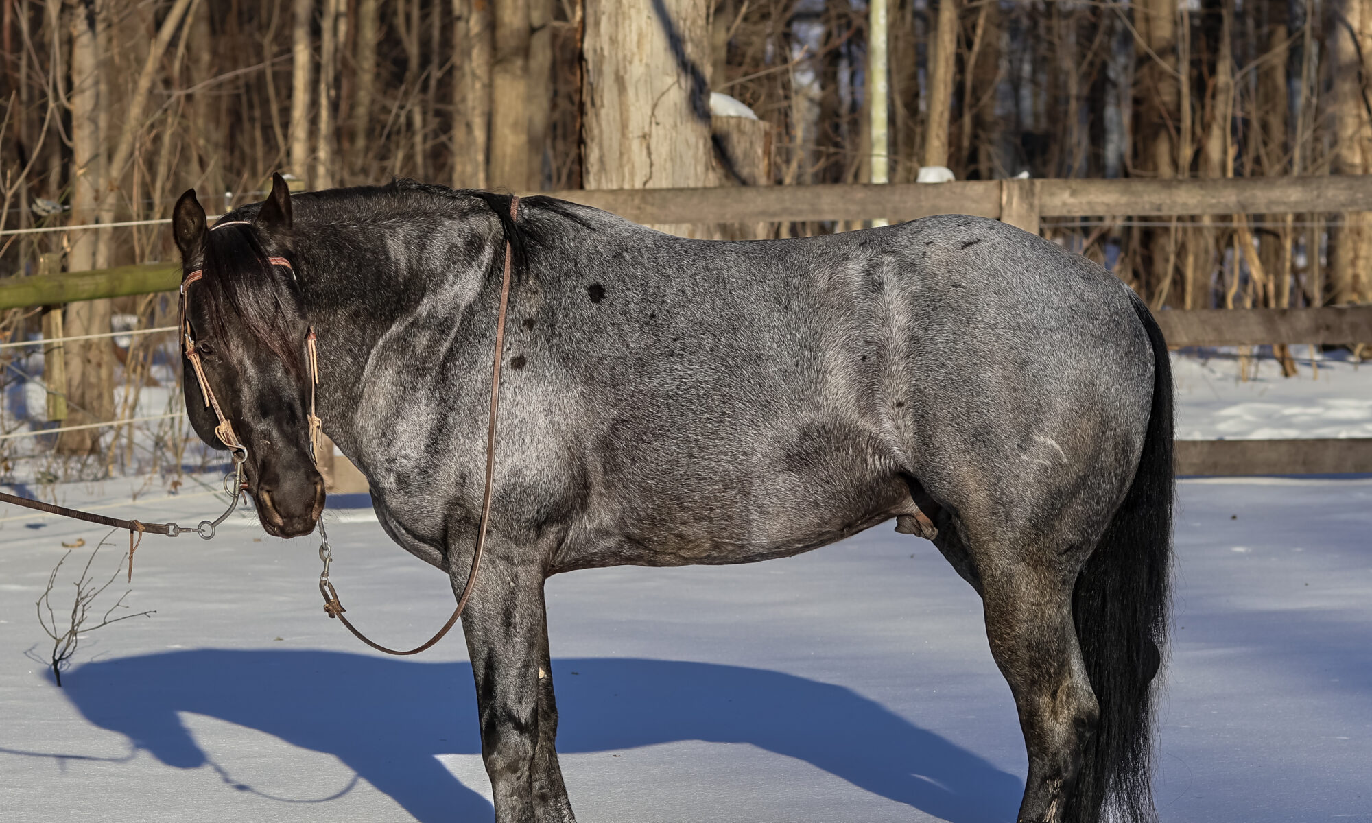 MS Leo Blue Hancock, Blue Roan AQHA Stallion