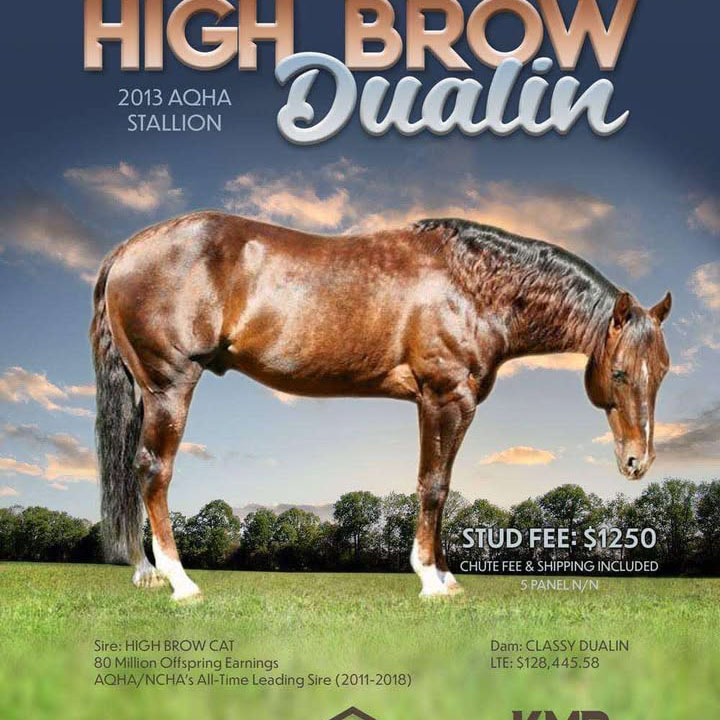 Highbrow Dualin, 2013 AQHA Stallion