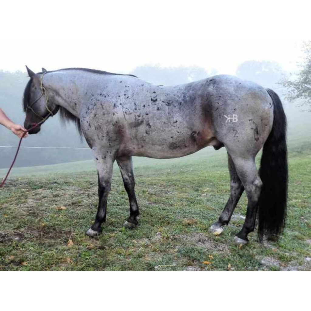 RCL Prime Time, AQHA Bay Roan Stallion