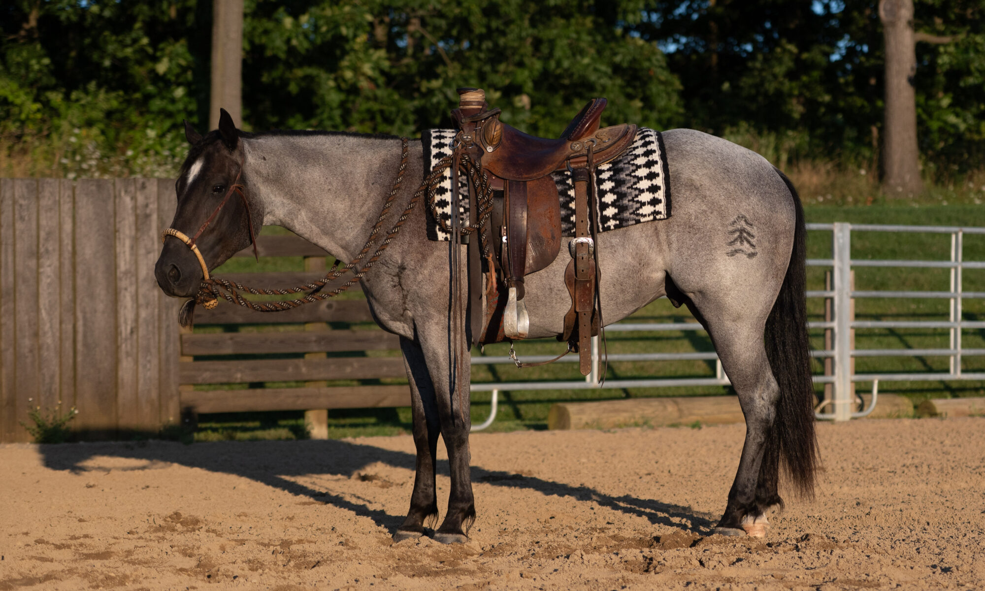 Buckeye Ranch Horse Futurity and Auction